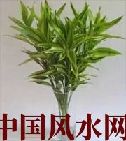 黔南十二生肖养什么植物最旺财运？你知道吗！